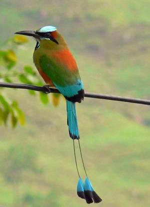 Imagen de un Torogoz, ave nacional de el salvador sobre un cable
