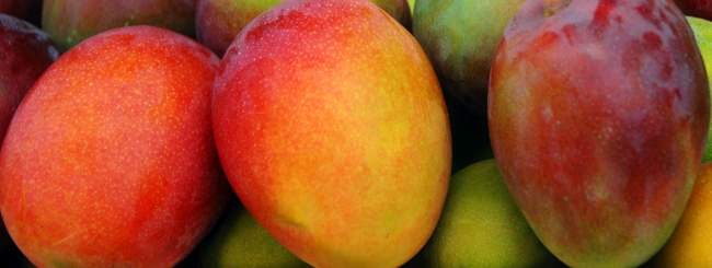 los mangos verdes y maduros, fruta típica de el salvador