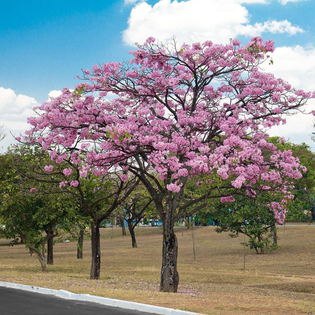 maquilishuat, arbol nacional de el salvador.